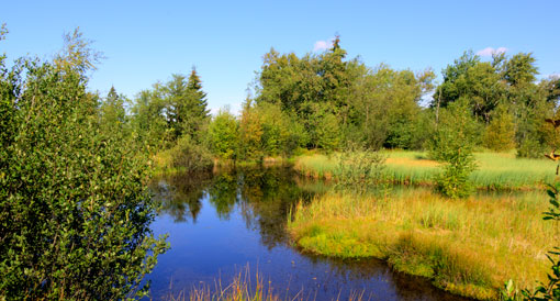 Naturschutzgebiet Hohes Venn